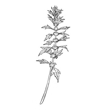 Motherwort Vector outline illustration. Hand drawn graphic clipart of leonurus flower. Lamiaceae black and white line art. Officinalis herb linear drawing on background. Medicinal plant sketch