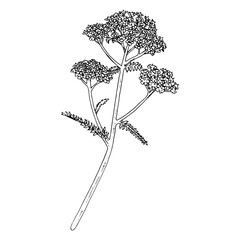 Yarrow Vector outline illustration. Hand drawn clipart of achillea millefolium flower. Milfoil black and white line art. Officinalis herb drawing on transparent background. Medicinal plant sketch