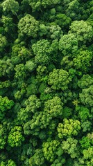 Fototapeta premium Aerial view of a lush green forest