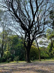 trees in the park