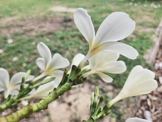 Obraz premium Beautiful of white frangipani tropical flowers and green leaves