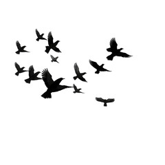 Fototapeta premium bird silhouette illustration