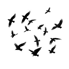 Fototapeta premium bird silhouette illustration