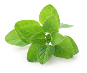 Sprig of fresh green oregano isolated on white