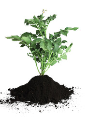 Green potato seedling and soil isolated on white