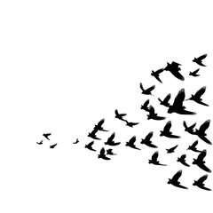 Obraz premium bird silhouette illustration