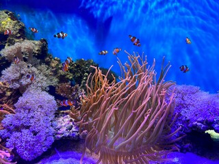 Coral reef in aquarium. Fishes in aquarium, ocean, sea