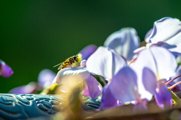 Sunlit Perch: Detailed Macro of Hoverfly on Wisteria sinensis Petal