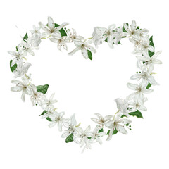 Flower heart. Botanical flower frame in the shape of a heart with small white flowers for postcards or invitations. Watercolor illustration made for postcards, packaging, invitations, beauty salon