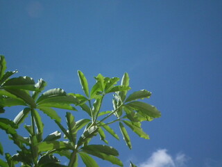 green leaves and blue sky