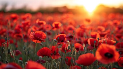 Obraz premium Poppy Field Sunset