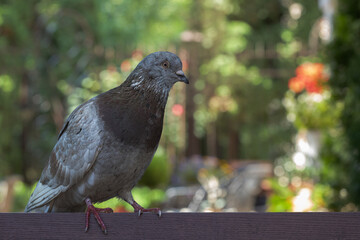 street dove portrait poster composition un domestical bird blurred background