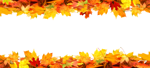 frame of colorful autumn leaves isolated on white background