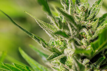 Marihuana Cannabis Blüte Makro Reif