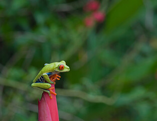 red eyed tree frog or gaudy leaf frog or Agalychnis callidryas a arboreal hylid native to tropical rainforests in Central America in panama and costa rica . Mistakenly also called the Green Tree Frog