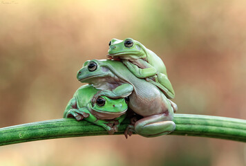 Obraz premium Tree frog, dumpy frog on branch, frogs, animals
