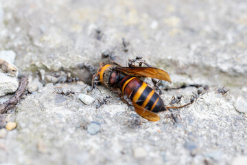 死んだヒメスズメバチとそれに群がるアリたち