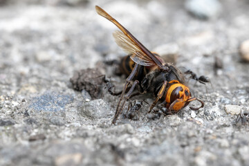 死んだヒメスズメバチとそれに群がるアリたち