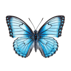 butterfly and its silhouette on transparent background