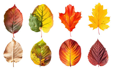 Fototapeta premium Collection of vibrant autumn leaves in various colors and shapes on a white background, showcasing the beauty of fall foliage.