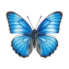 Fototapeta premium butterfly and its silhouette on transparent background