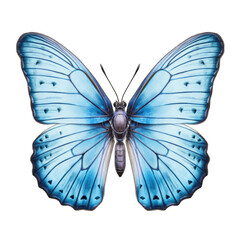 butterfly and its silhouette on transparent background