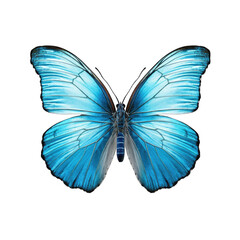 Fototapeta premium butterfly and its silhouette on transparent background