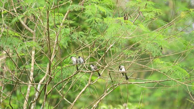four Sooty-headed bulbul birds together were sunbathing on a tall tree