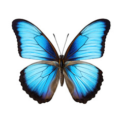 butterfly and its silhouette on transparent background