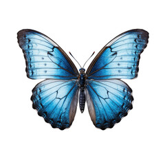 Fototapeta premium butterfly and its silhouette on transparent background