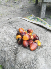 Obraz premium red Palm oil nuts on ground