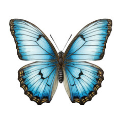 butterfly and its silhouette on transparent background