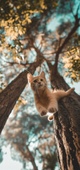 Obraz premium cute cat jumping from a huge tree in a forrest 