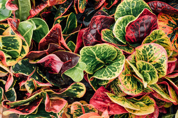 Closeup white Croton leaves background © Iurii