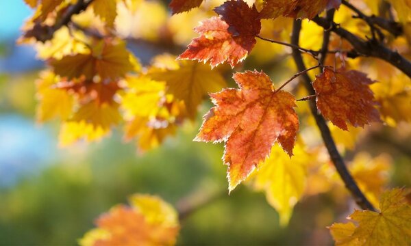 autumn leaves on a tree