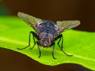 Detailed close-up macro of a shiny golden greenbottle fly sitting on a leaf. Domestic fly. close up...