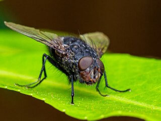 Detailed close-up macro of a shiny golden greenbottle fly sitting on a leaf. Domestic fly. close up...