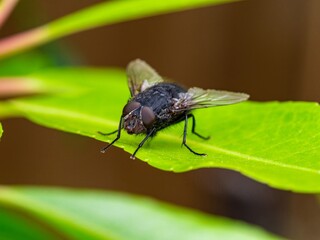 Detailed close-up macro of a shiny golden greenbottle fly sitting on a leaf. Domestic fly. close up compound eyes of fly on green background. Fly on a leaf macro. Rear view.