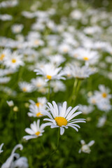 daisies in the field in finland