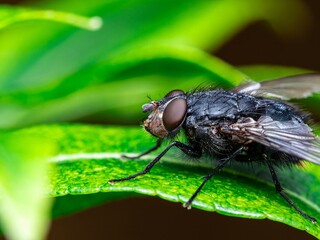 Detailed close-up macro of a shiny golden greenbottle fly sitting on a leaf. Domestic fly. close up compound eyes of fly on green background. Fly on a leaf macro. Rear view.