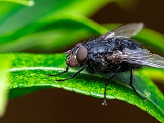 Detailed close-up macro of a shiny golden greenbottle fly sitting on a leaf. Domestic fly. close up compound eyes of fly on green background. Fly on a leaf macro. Rear view.