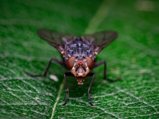 Detailed close-up macro of a shiny golden greenbottle fly sitting on a leaf. Domestic fly. close up...
