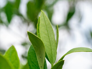 Macro, closeup Olive leaves brunch, close up. Olive tree garden abstract background. Greece, Mediterranean nature, backdrop.