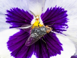 Detailed close-up macro of a shiny golden greenbottle fly sitting on a leaf. Domestic fly. close up...
