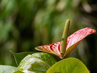 Close up macro of the Flamingo flower. Red Anthurium andraeanum flamingo flower close-up stock...