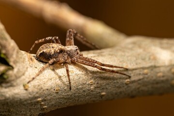huntsman spider close-up, eyes of a brown spider. Philodromidae, also known as philodromid crab spiders. Eating its pray a fly