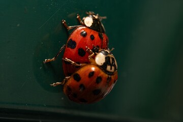 Macro photograph of two ladybugs mating. bug insects mating on green flower in lush summer garden. closeup.