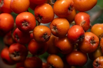 European Mountain Ash tree. With bright orange berries summer growth. mountain ash or rowan (in german Vogelbeere, Eberesche Vogelbeerbaum) Sorbus aucuparia