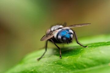 Detailed close-up macro of a shiny golden greenbottle fly sitting on a leaf. Domestic fly. close up compound eyes of fly on green background. Fly on a leaf macro. Rear view.