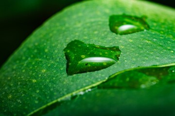 Close up macro rain drops on green leaf, water and water and nature background concept. photo green texture leaves design material.